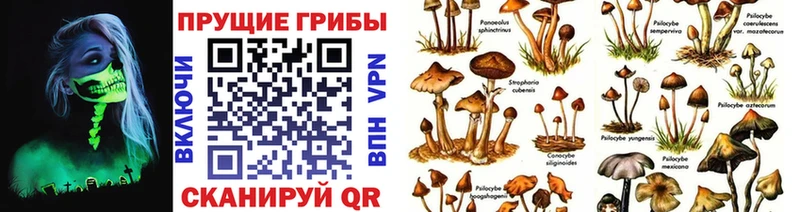 Псилоцибиновые грибы Psilocybe Бирск